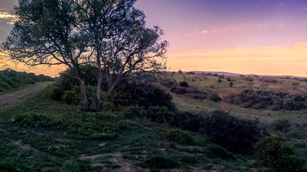 Eastern Cape safari landscape in a malaria-free region of South Africa