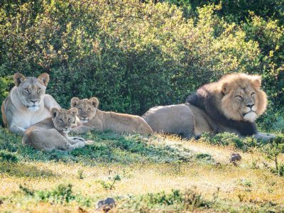 Bellevue Forest Celebrating 2025 Lion Cubs
