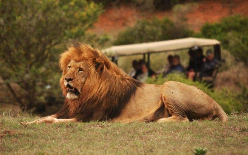 Big 5 Game Reserve Lion Bellevue Forest