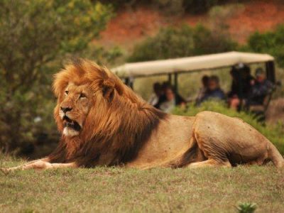 Big 5 Game Reserve Lion Bellevue Forest