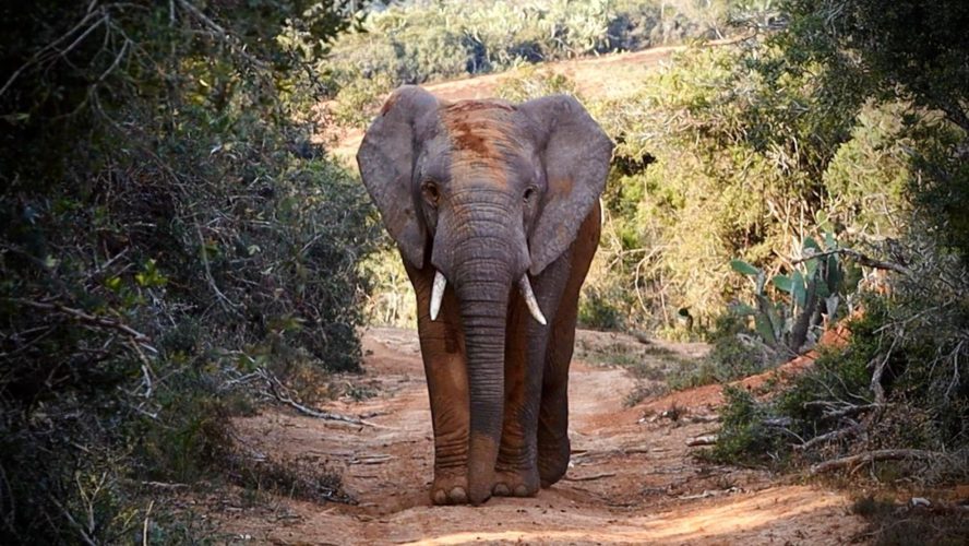 bellevue-forest-game-reserve-elephant-safari
